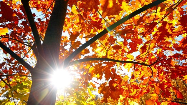 Image result for automne