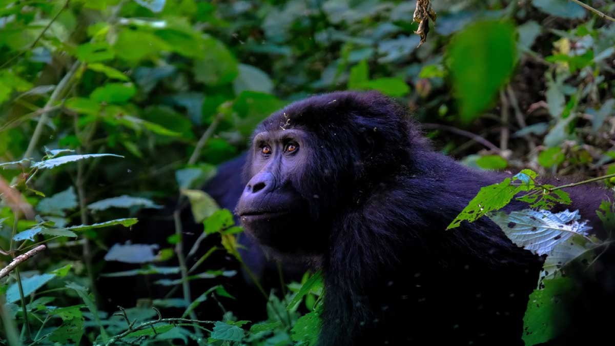 A great ape in foliage