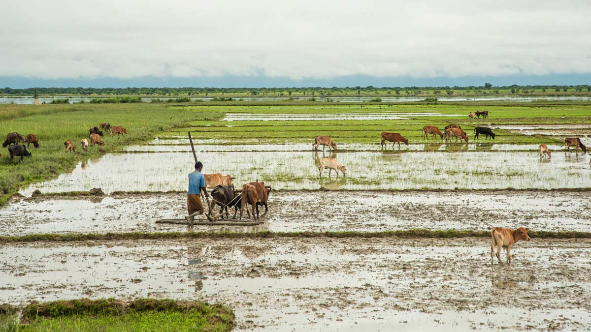Farmer in a field with cattle