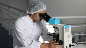 A scientist wearing a white shirt and hairnet adjusts the microscope he is looking into