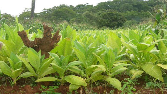 Tobacco in Malawi