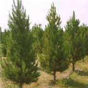 Christmas Tree Farm