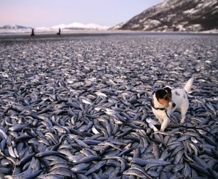 Dog with Herring