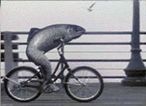 Fish and Bicycle 300