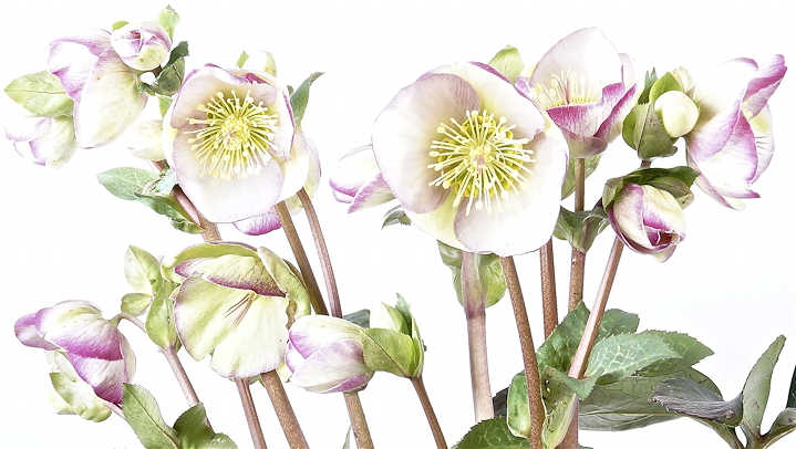 Helleborus hybridus 'Glenda's Gloss'