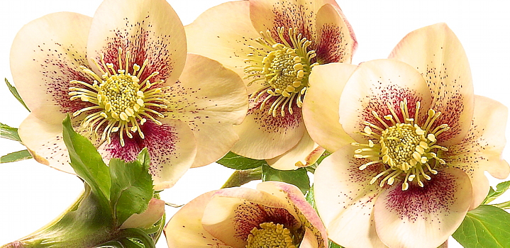 Helleborus orientalis 'Ashwood Fascination' ('Spot on Apricot') is precies dat; warm en voldoende zacht en romig om niet te overdrijven.