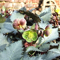 Helleborus niger 'Double Beauty' Dubbele kerstrozen bestaan al langer maar worden maar weinig aangeboden. Dit is een goede zuiver witte gevulde vorm die vegetatief wordt vermeerderd. Hoewel dat zaaien ook wel wat heeft, weet je in dit geval zeker dat je perfect witte en goed gevulde bloemen krijgt. Sprookjesachtig, laag kruipend en liefst niet te nat en een beetje zonnig. Hollandse dubbele.