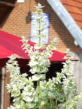 Salvia discolor met zwarte bloemen een Peruaanse schoonheid