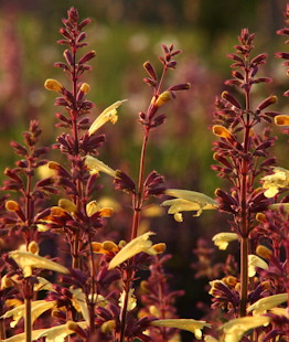 Agastache 'Summer Glow' een van de vele nieuwe kleuren