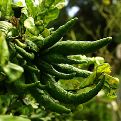 Hand of Buddha een van de meest bijzonder citrusvruchten die ik ooit zag