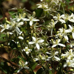 Clematis flammula tref je veel aan liggend op open stukken in de volle zon.