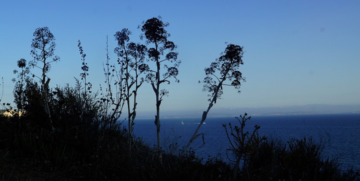 Ferula arrigonii een zeldzame dwergvorm bij Bonifacio