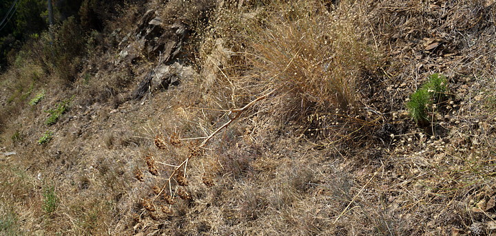 De dorre bloemstengel van Ferula communis in de berm.