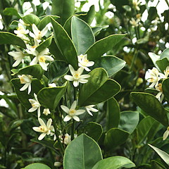 kumquat