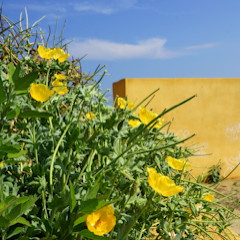 De kort levende Glaucum flavum of hoornpapaver is een typische kustplant die het ook op het strand in het zand nog doet.
