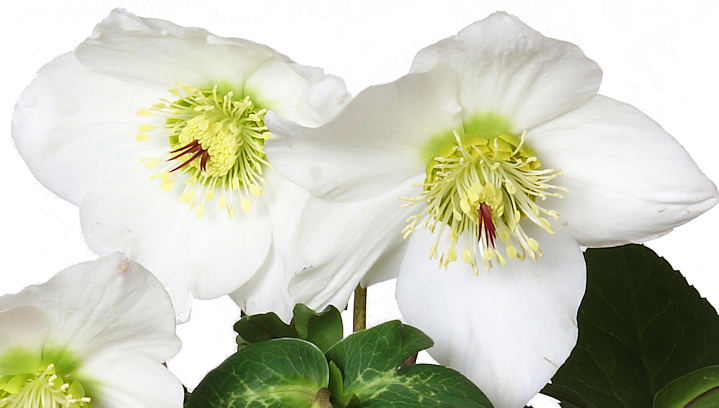 Helleborus 'Marshmallow' (nigercors x orientalis)