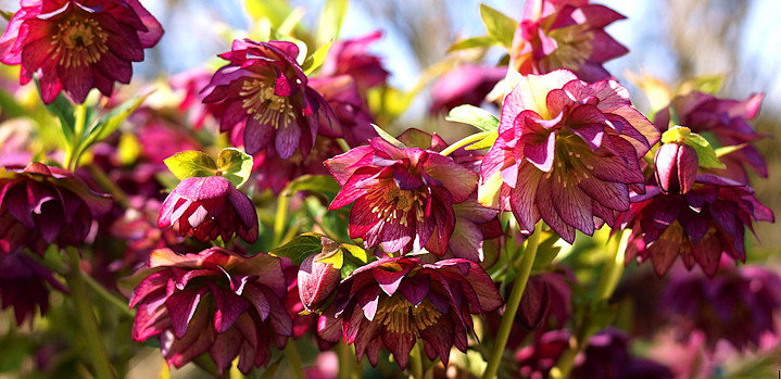 Helleborus orientalis 'Stained Glass' vandaag in onze tuin.