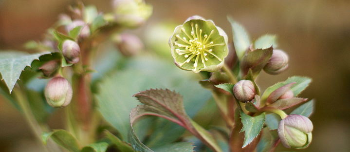 Helleborus x sternii