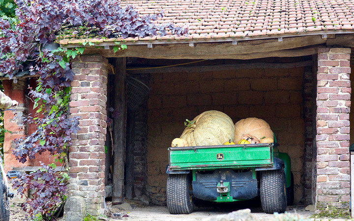 het laatste vrachtje reuzenpompoenen