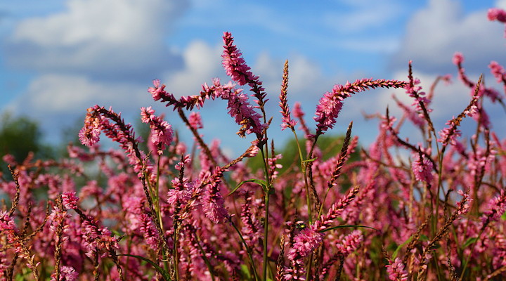  Persicaria amplexicaulis 'Pink Elephant': Chris Ghyselen, selecteert al zeker 15 jaar binnen zijn favoriete geslacht.
Ik herinner me goed hoe hij daar lang geleden over sprak. De afgelopen jaren plukken we de vruchten van zijn werk. Dit is een zeer charmante korte roze met elegant doorbuigende bloemaartjes.
De laatste en misschien wel meest fantastische nieuwe bodembedekkende Persicaria.