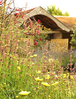 Agastache 'Summer Glow' een van de vele nieuwe kleuren