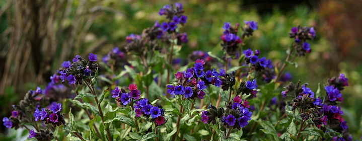 Pulmonaria 'Silverado'