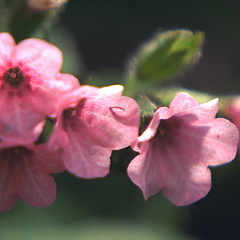 Pulmonaria 'Dora Bielefeld'