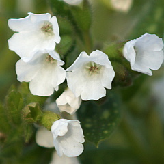 Pulmonaria officinalis 'Sissinghurst White'