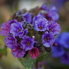 Pulmonaria 'Silverado'