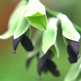 Salvia discolor met zwarte bloemen een Peruaanse schoonheid