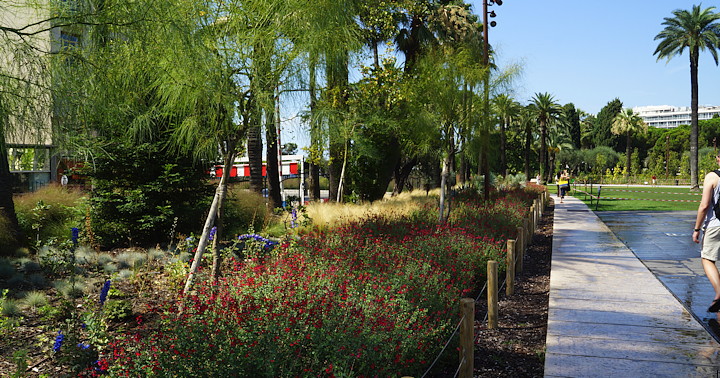 Salvia 'Royal Bumble' maasaal aangeplant in Nice