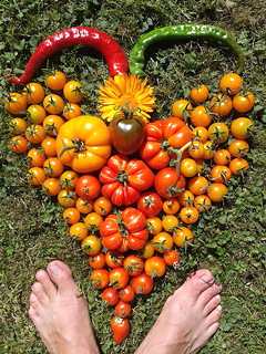tomatenmandala met twee pepers en een goudsbloempje