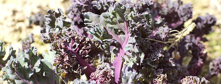 zeekool, Crambe maritima is een heerlijke maar ook prachtige delicatesse