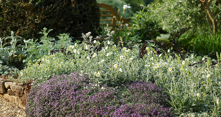 Thymus x faustinoi (met Salvia lavandulifolia, Stipa tenuissima)
