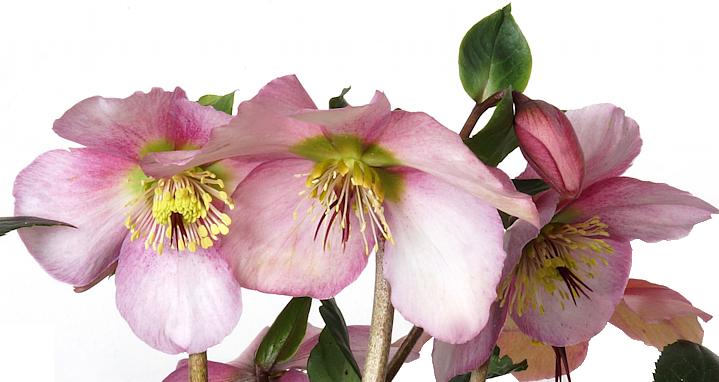 Helleborus 'Sensas' (niger subsp. macranthus x orientalis subsp. abchasicus)