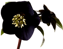 Helleborus orientalis 'Tiny Black',
Zwarte bloemen spreken zeer tot de verbeelding. Bij Helleborus is zo ongeveer het donkerste zwart van alle plantensoorten mogelijk. Maar er is vele jaren aan geselecteerd om tot de huidige cultivars te komen. Ze zijn spectaculair donker.
Dit is een lage plant met talrijke vrij kleine hangende bloemen aan sterk vertakkende dunne bloemstengels.
Een donker doetje.