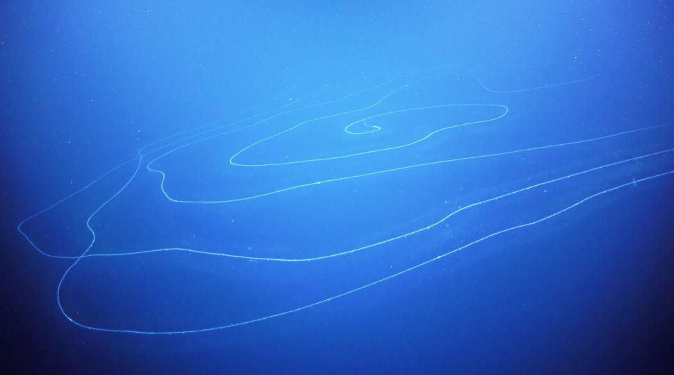 siphonophore