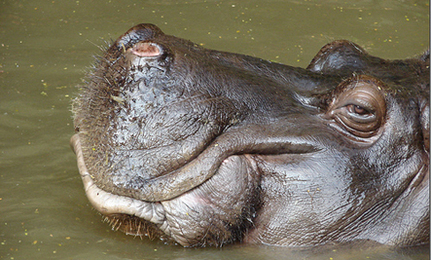 Hippo Bathing