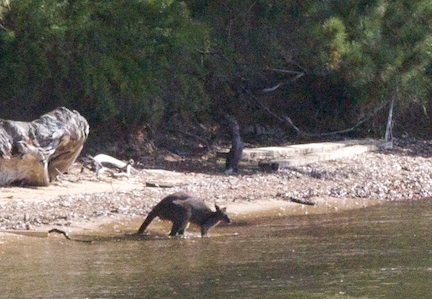 Wallaby