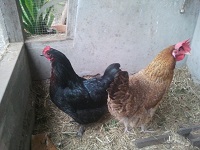 chooks