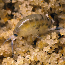 sand hopper