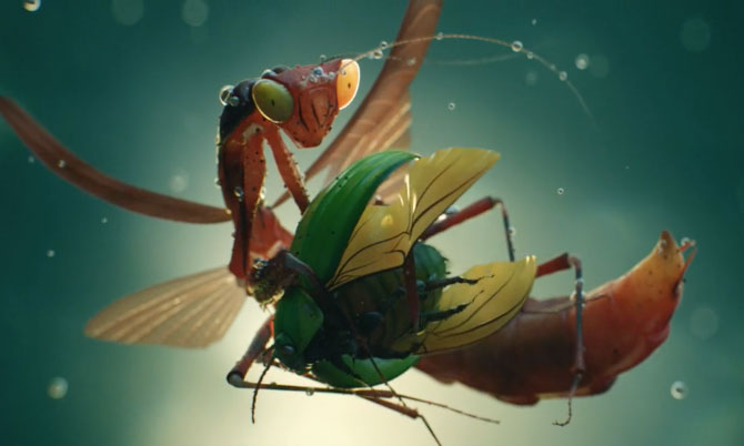 Insects by Ramtin Ahmadi