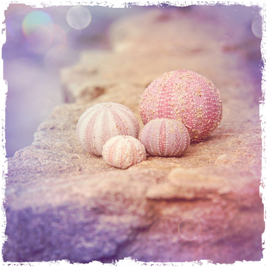 Berries